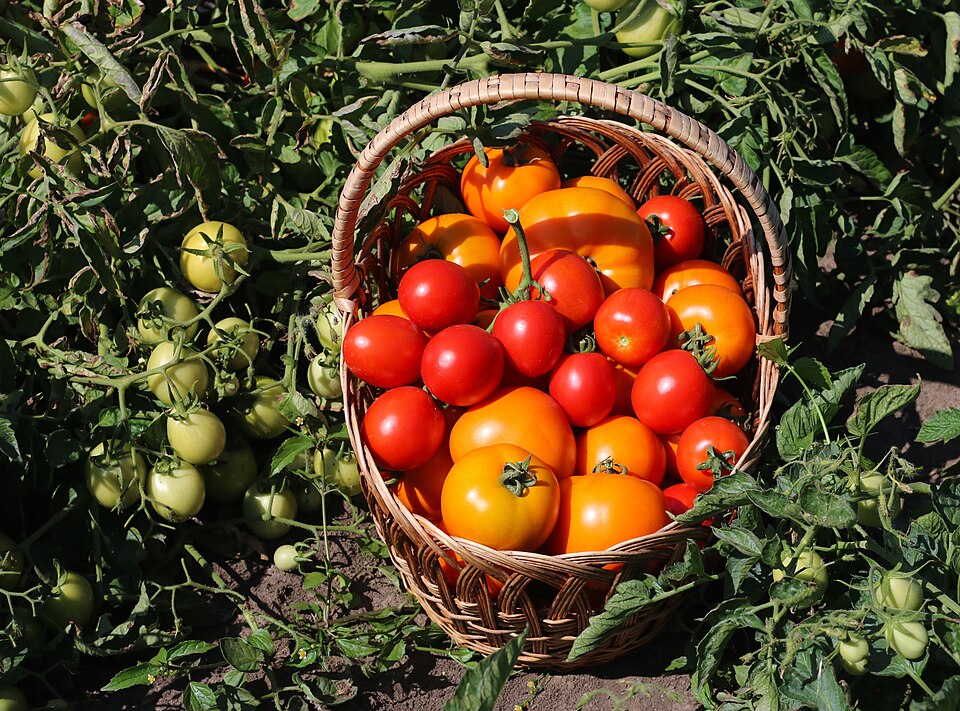 Ernte im August