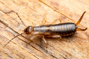 Ohrwurm im Garten: Schädling oder nützlicher Helfer?