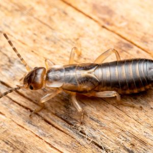 Ohrwurm im Garten: Schädling oder nützlicher Helfer?