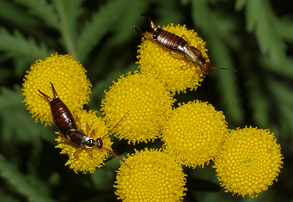 Gemeiner Ohrwurm – Männchen mit Zangen