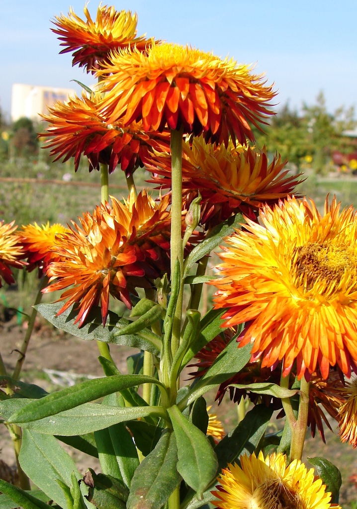 Strohblume