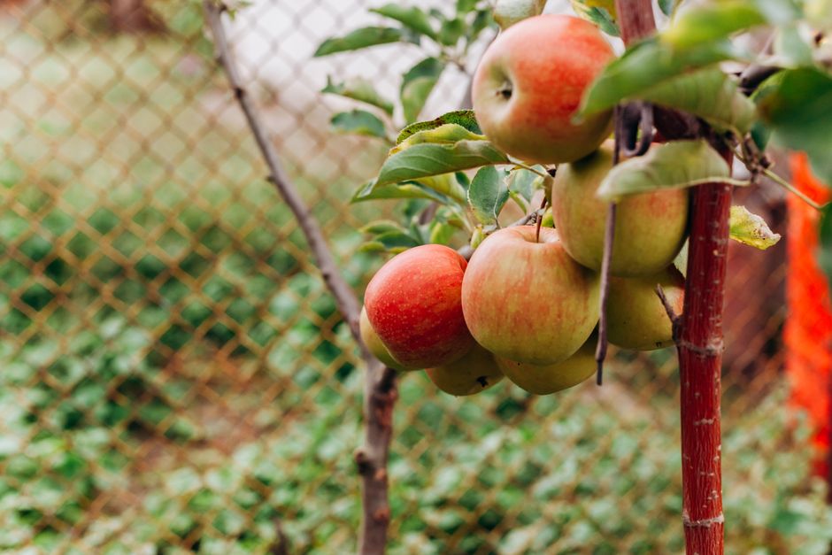 Säulenapfel mit Früchten
