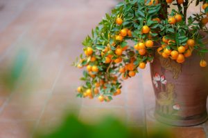 Säulenobst und Obst im Kübel