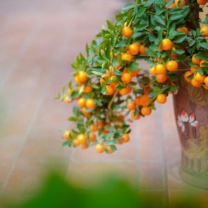 Säulenobst und Obst im Kübel