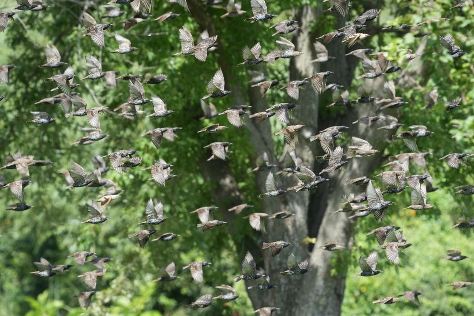 Stare in einem Kirschbaum