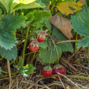 Immertragende Erdbeeren: Anbau, Sorten und Monatserdbeeren