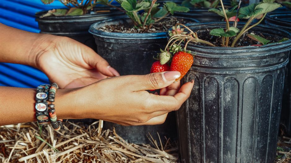 Immertragende Erdbeeren im Gefäß