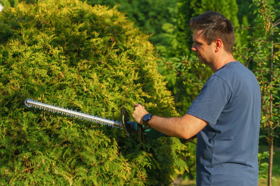 Hecke schneiden
