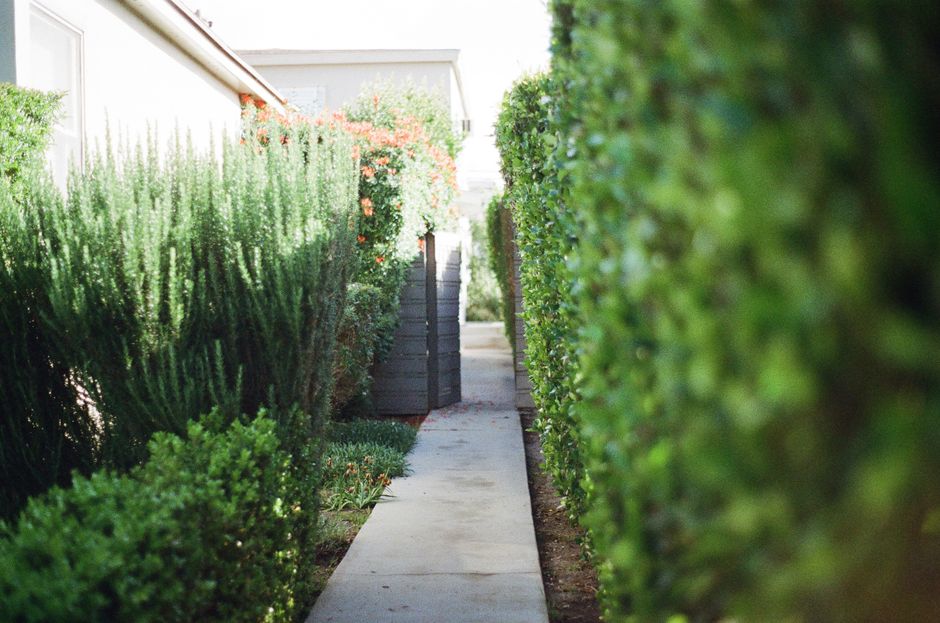 Geschnittene Hecke am Haus