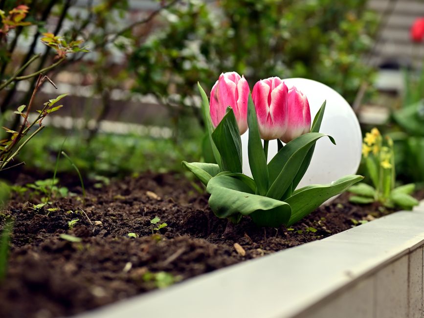 Fruchtbarer, humusreicher Gartenboden