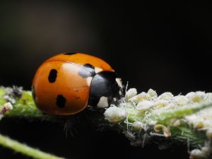 Nützlinge im Garten: wer Blattläuse jagt und wie Sie ihm helfen