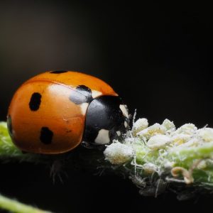 Nützlinge im Garten: wer Blattläuse jagt und wie Sie ihm helfen