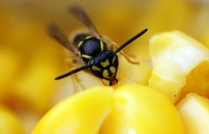 Wespenfalle: wann aufhängen, womit füllen, wie Obst schützen