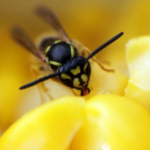 Wespenfalle: wann aufhängen, womit füllen, wie Obst schützen