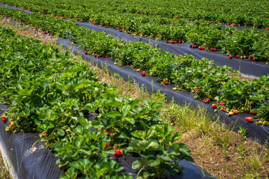 Erdbeeren ins Beet pflanzen