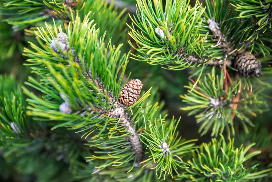 Nadelbaum mit Ballen pflanzen