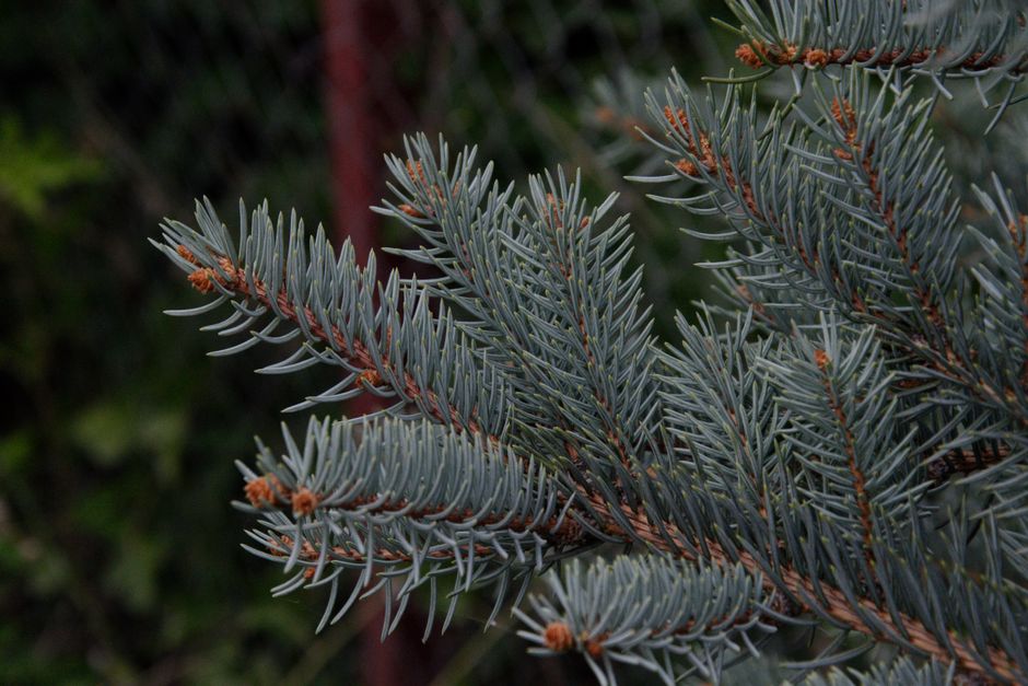 Starkwüchsiger Nadelbaum als Solitär