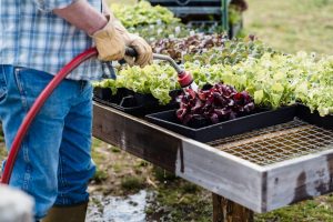 Gartenkalender: Gartenarbeiten nach Monaten