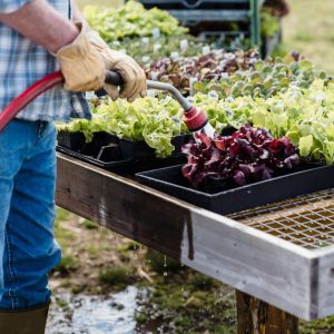 Gartenkalender: Gartenarbeiten nach Monaten