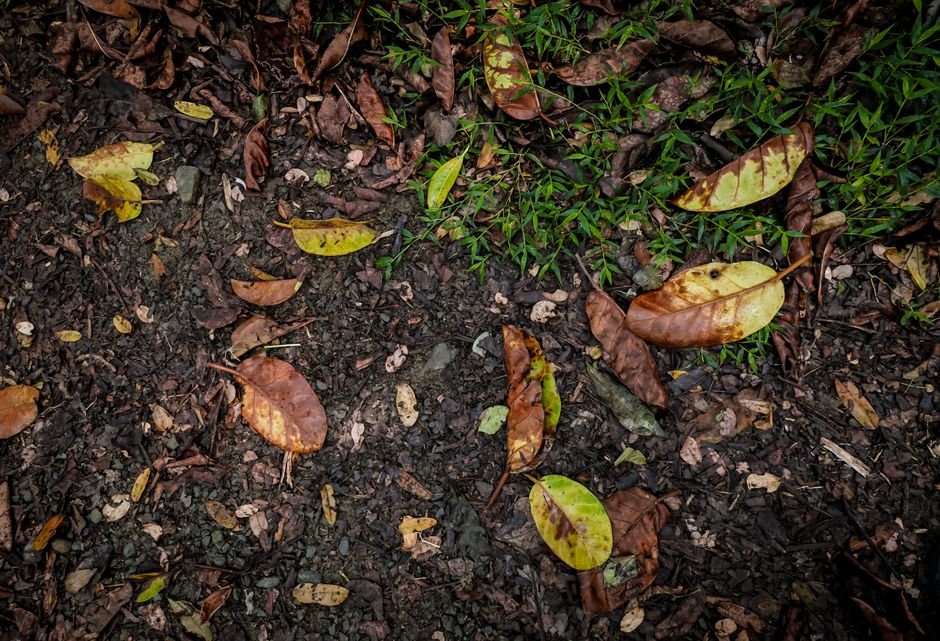Garten-Komposthaufen mit gemähtem Gras und Laub