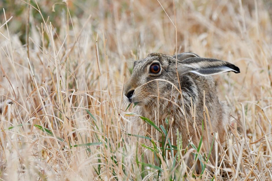 Hase und Reh – Verbiss an jungen Bäumen