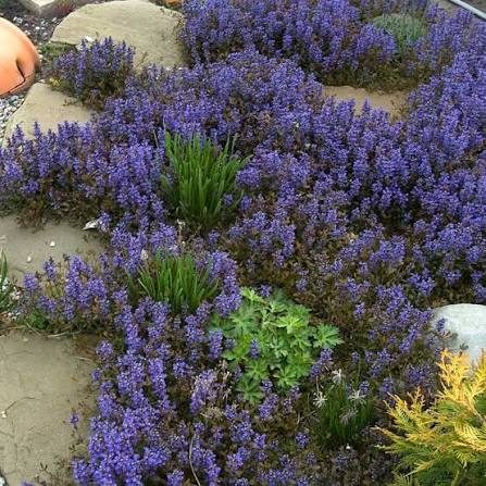 Kriechender Günsel (Ajuga reptans) – Staude für den Halbschatten