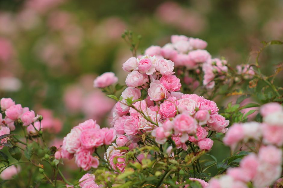 Winterschutz für Rosen