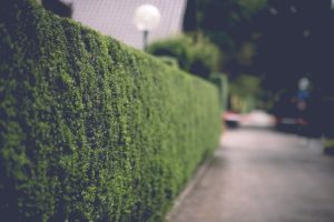 Hecke pflanzen: welche Pflanzen, wie pflanzen und wann schneiden