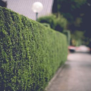 Hecke pflanzen: welche Pflanzen, wie pflanzen und wann schneiden