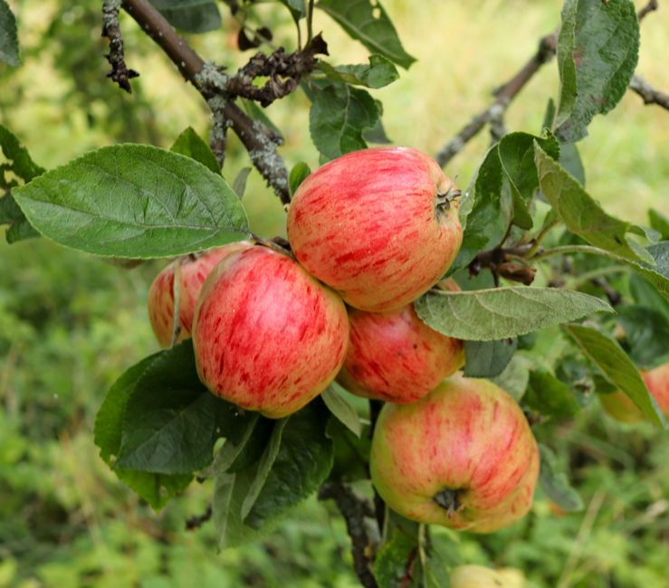 Reife Äpfel am Baum