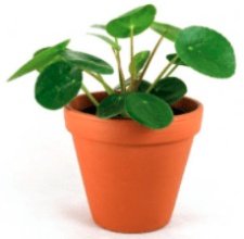 Hnojení Piley Pilea peperomioides