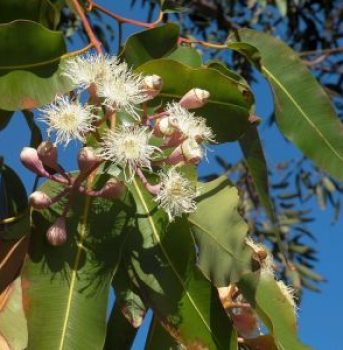 Bielokvitnuci-eukalyptus-s-listami-detail.jpg