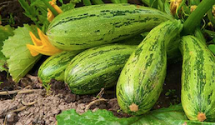 Zucchini düngen Zucchini düngen