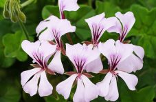 exotic-flowers-g8d3b1dfc2_1280.jpg exotic-flowers-g8d3b1dfc2_1280.jpg