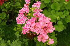 flower-260906_1280.jpg flower-260906_1280.jpg