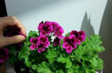 flower-g3fd84e487_1280.jpg flower-g3fd84e487_1280.jpg