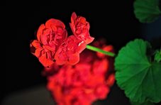 flowers-gde6dd438a_1280.jpg flowers-gde6dd438a_1280.jpg