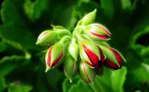 geranium-4655195_1280.jpg geranium-4655195_1280.jpg