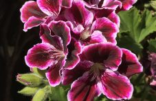 geranium-g01ec64571_1280.jpg geranium-g01ec64571_1280.jpg
