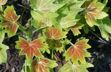 hybrid-variegated-geranium-g19d7c22d5_1280.jpg hybrid-variegated-geranium-g19d7c22d5_1280.jpg