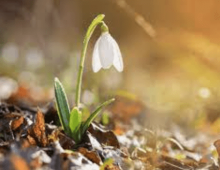 wann sollte man den rasen im frühjahr düngen