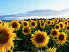 wann den rasen im sommer düngen