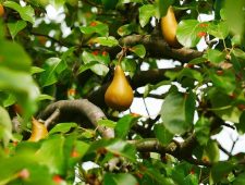 pear-gf975f505a_640.jpg