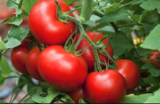 Düngen von Gartenpflanzen - Tomaten düngen