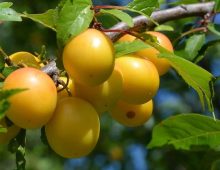 yellow-plums-g025a4bc0a_640.jpg