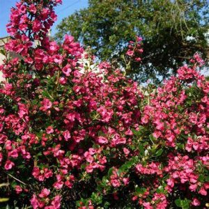 Escallonie (Escallonia rubra)