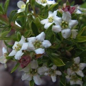 Escallonie (Escallonia virgata)